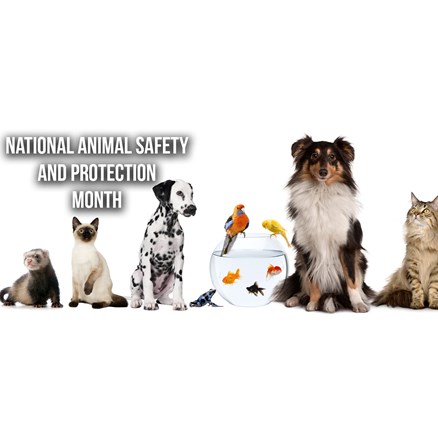 National Animal Safety and Protection Month