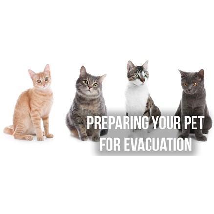 Preparing Your Pet for Evacuation