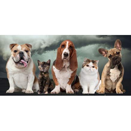 How To Protect your Pets in an Emergency Situation